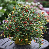 Egrow,Pepper,Seeds,Chilli,Pepper,Capsicum,Vegetable,Bonsai,Plants,Garden