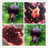 Egrow,Black,Pomegranate,Seeds,Garden,Delicious,Fruit,Bonsai,Seeds