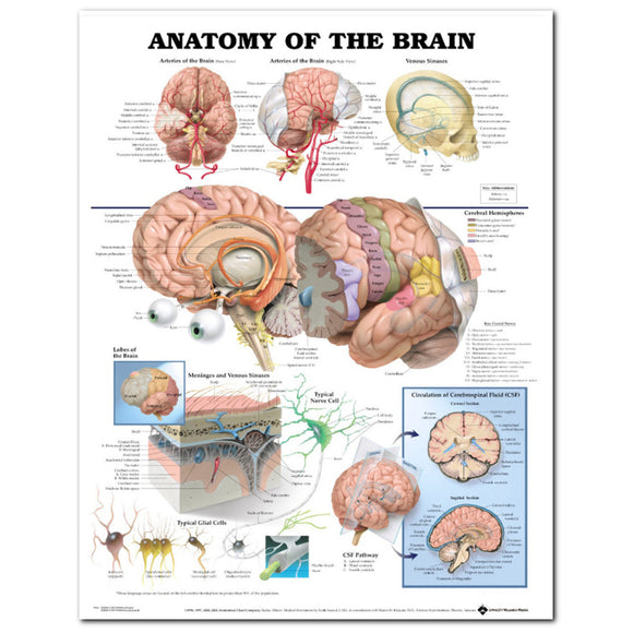 60x80cm,Anatomy,Brain,Poster,Anatomical,Cloth,Chart,Human,Midcal,Educational,Decor