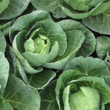 Egrow,Giant,Cabbage,Seeds,Organic,Vitamin,Vegetables,Seeds,Courtyard,Plants