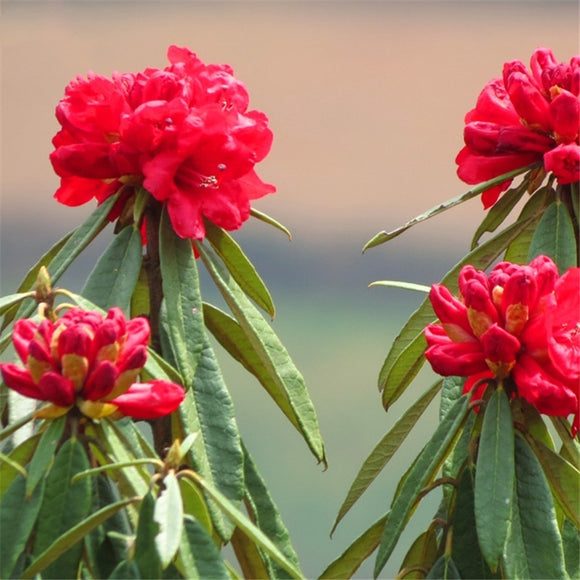 Egrow,Rhododendron,Delavayi,Seeds,Rhododendron,Delavayi,Plant,Rhododendron,Delavayi