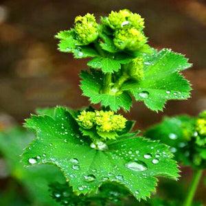 Egrow,Lady's,Mantle,Seeds,Bonsai,Flower,Garden,Plant