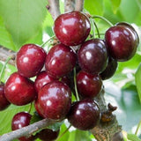Egrow,Black,Cherry,Seeds,Balcony,Organic,Fruits,Potted,Bonsai,Plant