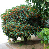 Egrow,Sweet,Scented,Osmanthus,Seeds,Sweet,Scented,Osmanthus