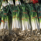 Egrow,Green,Scallion,Seeds,Season,Vegetable,Seeds,Special,Vegetable,Seeds