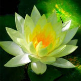 Egrow,Lotus,Flower,Seeds,Aquatic,Plants,Bonsai,Lotus,Seeds,Perennial,Plant,Garden