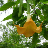 Egrow,Brugmansia,Seeds,Angel,Trumpet,Yellow,Brugmansia,Seeds,Fragrant,Trumpet,Flowers