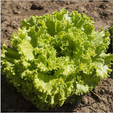 Cream,Lettuce,Seeds,Vegetable,Seeds,Salad,Rapeseed,Lettuce,Flower,Plant,Garden