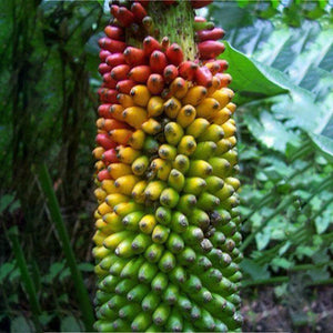 Egrow,Dwarf,Colorful,Banana,Seeds,Particles,Potted,Banana,Seeds,Garden,Bonsai,Plants