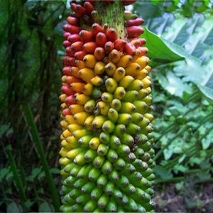 Egrow,Dwarf,Colorful,Banana,Seeds,Particles,Potted,Banana,Seeds,Garden,Bonsai,Plants