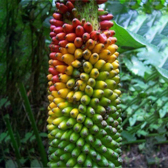 Egrow,Dwarf,Colorful,Banana,Seeds,Particles,Potted,Banana,Seeds,Garden,Bonsai,Plants