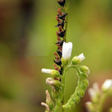 Egrow,Drosera,Seeds,Carnivorous,Plants,Bonsai,Garden,Plant