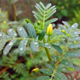 Egrow,Tribulus,Terrestris,Seeds,Tribulus,Terrestris,Semente,Plant,Herba,Tribuli