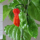 Egrow,Devil,Pepper,Seeds,Devil,PeppBonsai,World's,Hottest,Pepper,Houseplants,Edible,Seeds