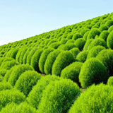 Egrow,Round,Cypress,Seeds,Summer,Cypress,Bonsai,Purify,Bonsai,Plant,Garden,Decoration