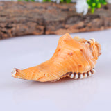 Furnishing,Marine,Decorations,Giant,Natural,Tridacna,Conch