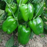 Egrow,Mixed,Yellow,Green,Pepper,Seeds,Colorful,Sweet,Pepper,Seeds,Peppers