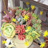 Egrow,Mixed,Lithops,Seeds,Succulent,Stone,Bonsai,Pseudotruncatella,Flowers