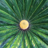 Egrow,Cycas,Seeds,Cycas,Plant,Bonsai,Potted,Flower,Flores,Garden,Household