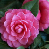 Egrow,Camellia,Flowers,Seeds,Potted,Plants,Garden,Decorations,Flower,Seeds