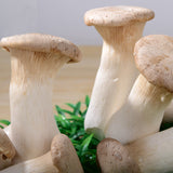 Egrow,Mushroom,Seeds,Garden,Planting,Edible,Pleurotus,Eryngii,Seeds,Vegetable,Seeds