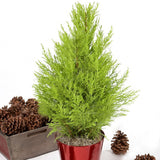 Egrow,Italian,Cypress,Seeds,Cupressus,Sempervirens,Garden,Bonsai,Planting,Seeds