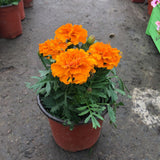 Egrow,African,Marigold,Flower,Flores,Seeds,Garden,Flowers,Branch,Wreath