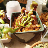 Egrow,Slurperon,Seeds,Flowers,Bonsai,Carnivorous,Cobra,Garden,Dcoration