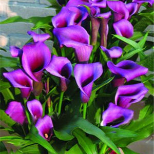 Egrow,Calla,Seeds,Garden,Balcony,Potted,Perennial,Flower,Seeds,Bonsai,Flowers