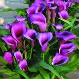 Egrow,Calla,Seeds,Garden,Balcony,Potted,Perennial,Flower,Seeds,Bonsai,Flowers