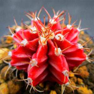 Egrow,200Pcs,Scallop,Cactus,Seeds,Meaty,Plant,Succulent,Bonsai,Plants,Seeds