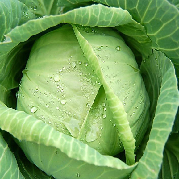 Egrow,Giant,Cabbage,Seeds,Organic,Vitamin,Vegetables,Seeds,Courtyard,Plants