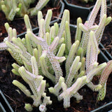 Egrow,Succulent,Cactus,Seeds,Crassula,Capitella,Pagoda,Succulent,Potted