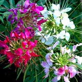 Egrow,Cleome,Spinosa,Seeds,Mixed,Flower,Hassleriana,Bonsai,Garden,Plant