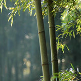 Egrow,100pcs,Garden,Evergreen,Arbor,Bamboo,Seeds,Courtyard,Phyllostachys,Pubescens,Plants