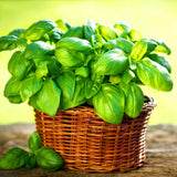 Egrow,Royal,Basil,Seeds,Indoor,Bonsai,Garden,Plant