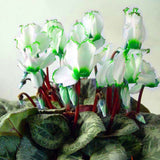 Egrow,Cyclamen,Seeds,Green,White,Cyclamen,Flower,Bonsai,Perennial,Flowering,Plants,Cyclamen