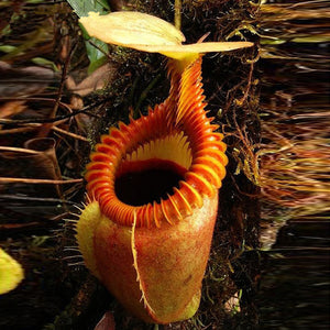 Egrow,50PCS,Nepenthes,Seeds,Potted,Plant,Eating,Mosqutio,Insert,Garden,Outdoor,Flowers,Bonsai