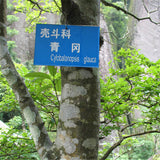 Egrow,Glauca,Seeds,Chinese,Glauca,Cyclobalanopsis,Glauca