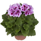 Egrow,100Pcs,Geranium,Seeds,Variegated,Geranium,Flowers,Winter,Bonsai,Garden,Potted,Plants