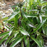 Egrow,Gentiana,Scabra,Seeds,Gentiana,Scabra,Plant,Elephantopus,Scaber,Flower,Seeds