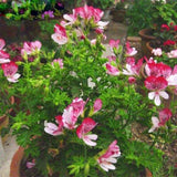 Egrow,Geranium,Seeds,Pelargonium,Bonsai,Flower,Garden,Plant