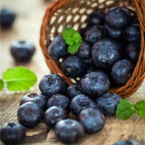 Egrow,30Pcs,Blueberry,Seeds,Garden,Edible,Fruit,Bonsai,Plant,Indoor,Outdoor,Delicious,Plant