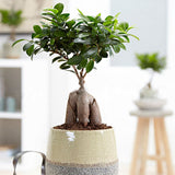 Egrow,Banyan,Seeds,Potted,Welcoming,Bonsai,Indoor,Planting