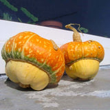 Egrow,Pumpkin,Seeds,Cucurbita,Fruit,Vegetable,Garden,Plant