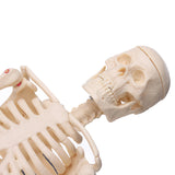 Detachable,Human,Skeleton,Model,Removable,Metal,Stand,Anatomical,Medical,Model