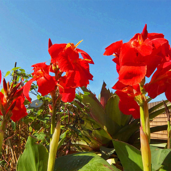 Egrow,Canna,Seeds,Garden,Outdoor,Bonsai,Tropical,Bronze,Scarlet,Flower,Seeds