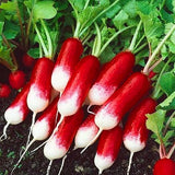 Egrow,Sausage,Radish,Seeds,Juicy,Nutritious,Early,Spring,Radish,Delicious,Vegetable