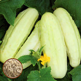 Egrow,White,Cucumber,Seeds,Garden,Balcony,Vegetable,Fruit,Cucumber,Planting