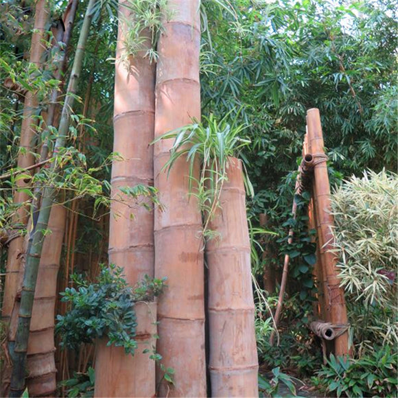 Egrow,Bamboo,Seeds,Dragon,Bamboo,Plant,Bamboo,Garden
